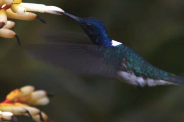 Hummingbirds: Jewelled Messengers (2012) - photo 2