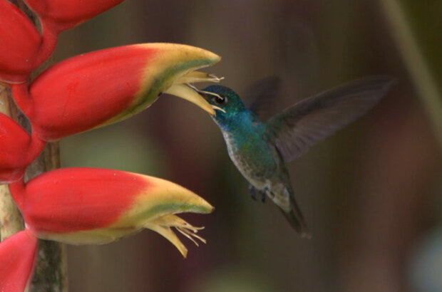 Hummingbirds: Jewelled Messengers (2012) - photo 3