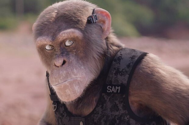 C.I.Ape (2021) - photo 6