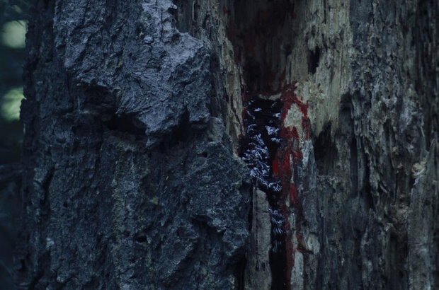 To Die Alone (2024) - photo 5