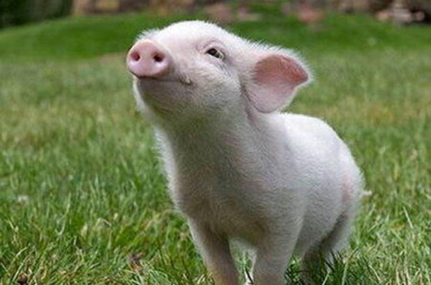 Charlotte's Web (2006) - photo 1