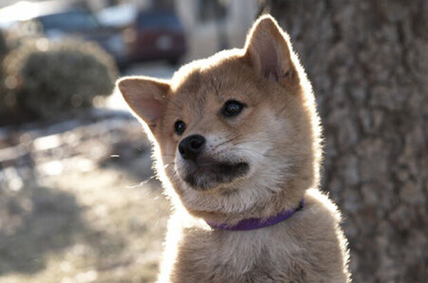Hachi: A Dog's Tale (2009) - photo 2