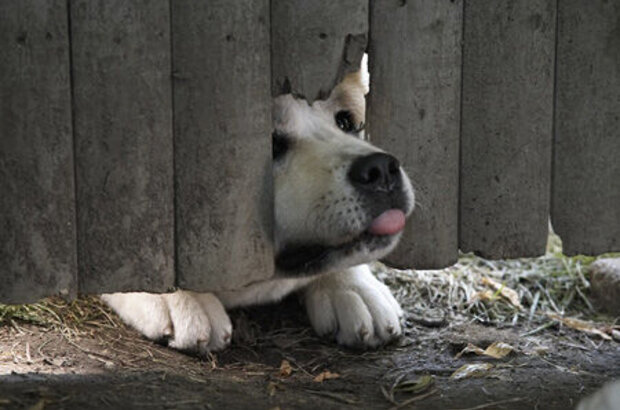 Hachi: A Dog's Tale (2009) - photo 4