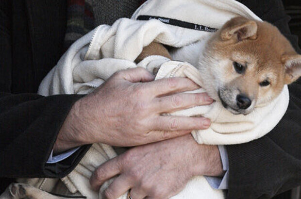 Hachi: A Dog's Tale (2009) - photo 6