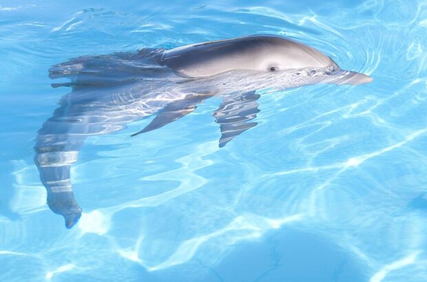 Dolphin Tale (2011) - photo 19