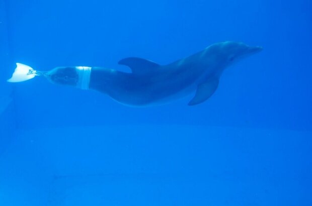 Dolphin Tale (2011) - photo 4