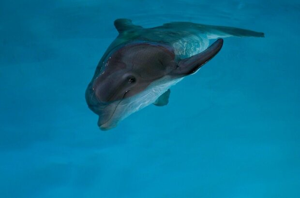Dolphin Tale (2011) - photo 2