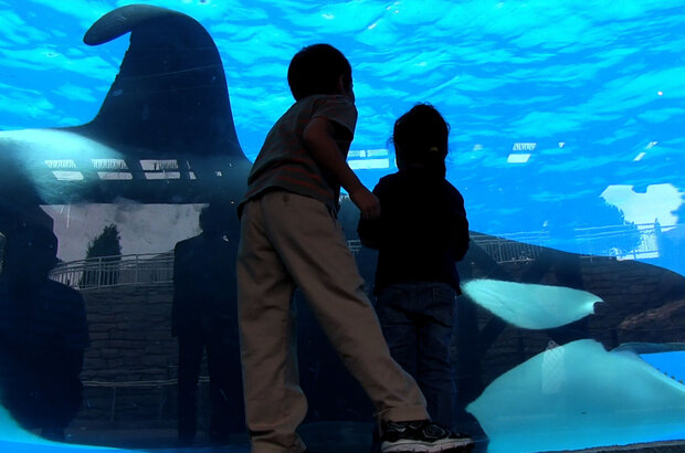 Blackfish (2013) - photo 1