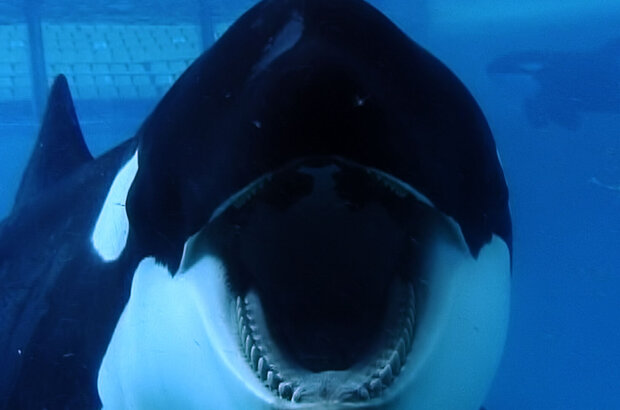 Blackfish (2013) - photo 3