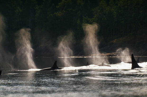 Blackfish (2013) - photo 2