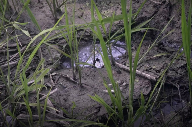 People in Wetland (2014) - photo 7