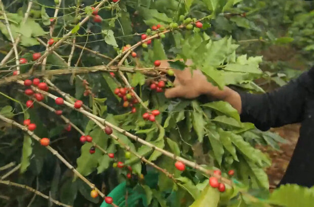 Flavors of costa rica (2018) - photo 5