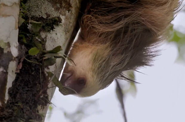 Flavors of costa rica (2018) - photo 3