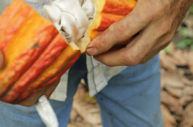 Flavors of costa rica (2018) - photo 1