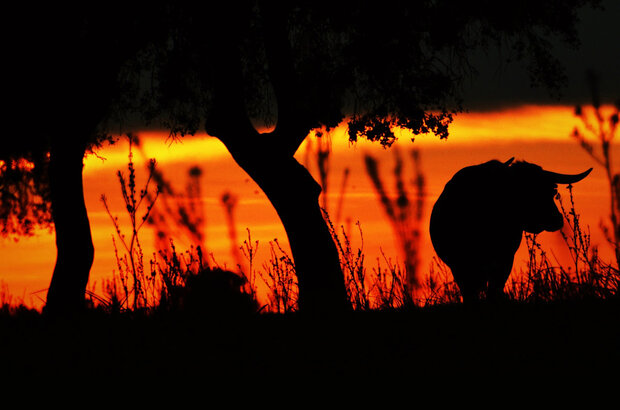 Human | Animal (2023) - photo 1