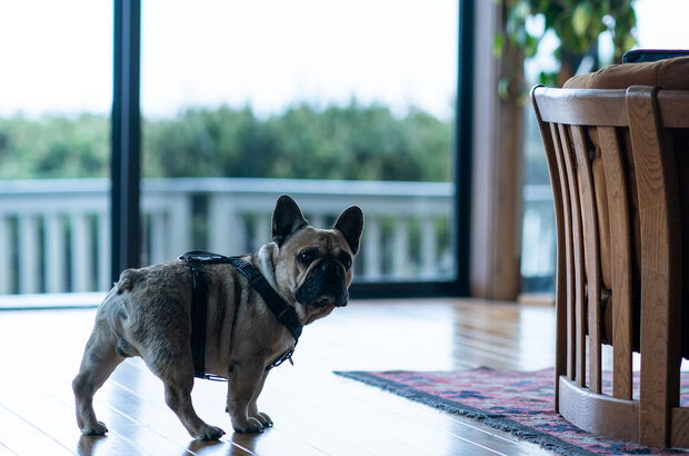 The Rental (2020) - photo 7