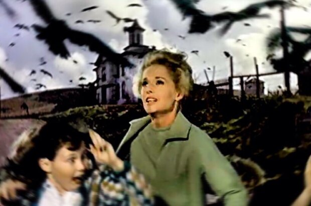 The Birds (1963) - photo 3