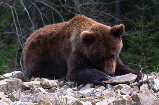 Baikal (2021) - photo 7