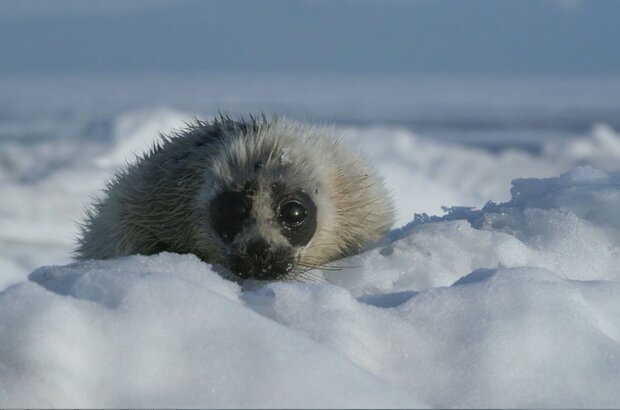 Baikal (2021) - photo 1