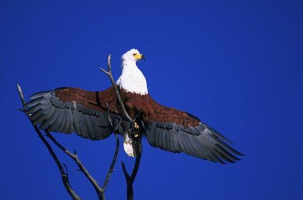 African Adventure: Safari in the Okavango (2007) - photo 5
