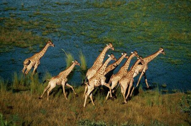 African Adventure: Safari in the Okavango (2007) - photo 3