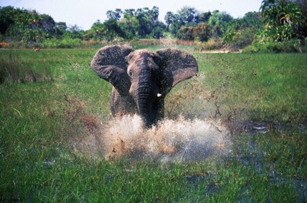 African Adventure: Safari in the Okavango (2007) - photo 2