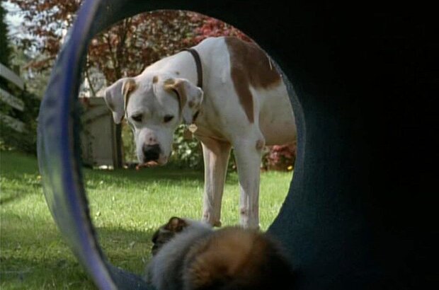 Homeward Bound II: Lost in San Francisco (1996) - photo 8