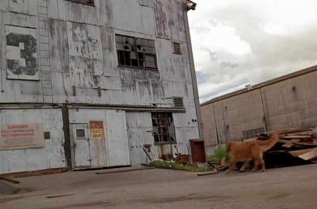 Homeward Bound II: Lost in San Francisco (1996) - photo 6