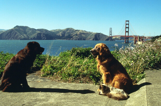 Homeward Bound II: Lost in San Francisco (1996) - photo 1