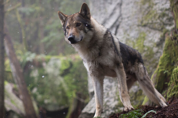 Alpha (2018) - photo 9