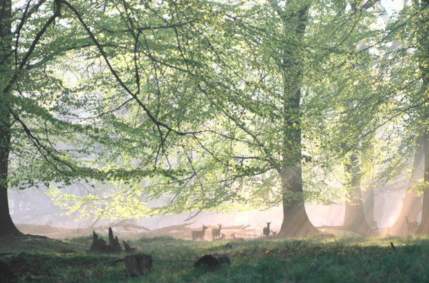 The Green Planet (2012) - photo 3