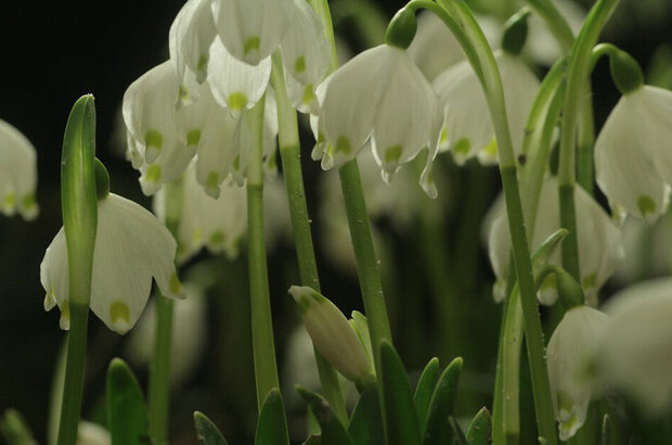 The Green Planet (2012) - photo 4