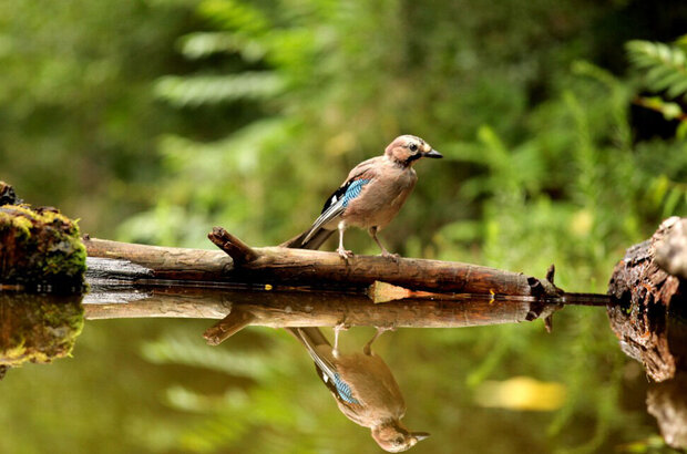 The Green Planet (2012) - photo 2