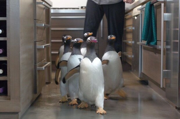 Mr. Popper's Penguins (2011) - photo 6