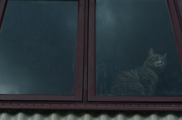Lamb (2021) - photo 12