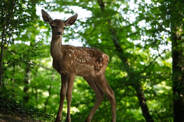 Bambi, L'histoire d'une vie dans les bois (2024) - photo 3