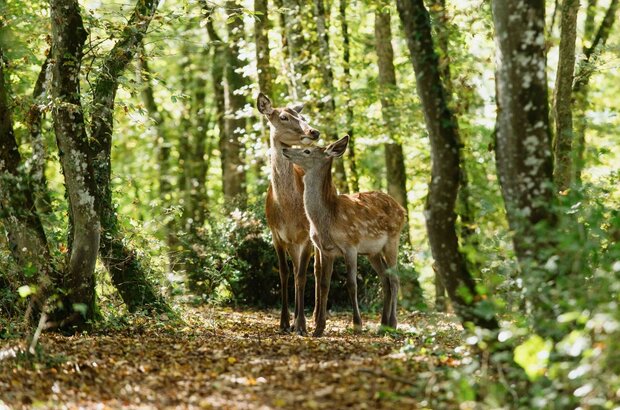 Bambi, L'histoire d'une vie dans les bois (2024) - photo 1