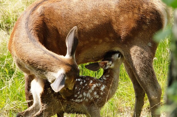 Bambi, L'histoire d'une vie dans les bois (2024) - photo 6