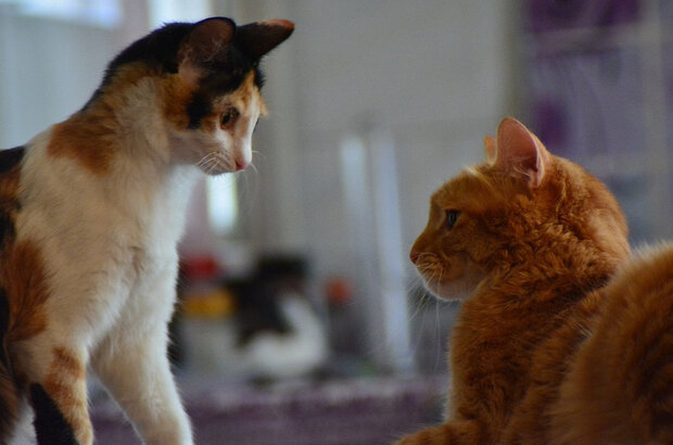 Doker Kids 6+ (2022) - фото 1