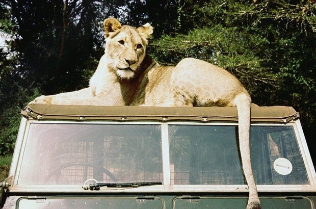 Born Free (1966) - photo 1