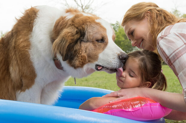A Dog's Journey (2019) - photo 2