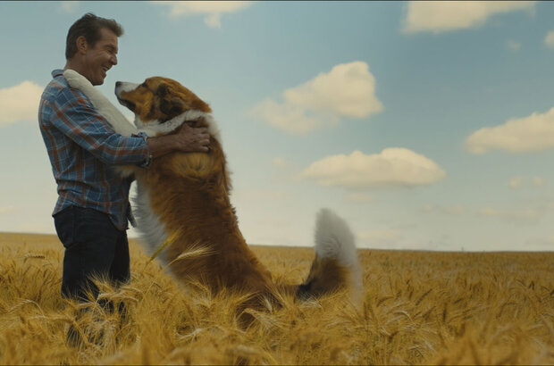 A Dog's Journey (2019) - photo 1