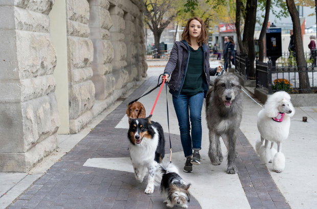 A Dog's Journey (2019) - photo 3