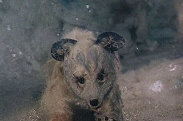 Novogodniy veter (1975) - photo 1