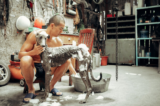 Black Dog (2024) - photo 5