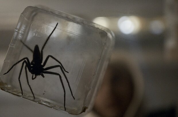 Vermin (2023) - photo 6