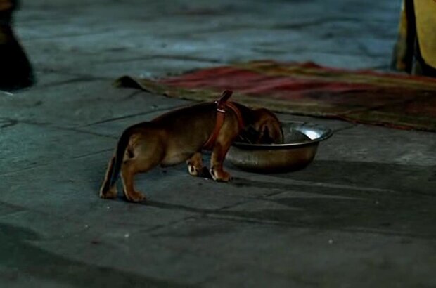 Chetyre taksista i sobaka (2004) - photo 4