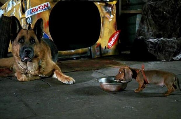 Chetyre taksista i sobaka (2004) - photo 3