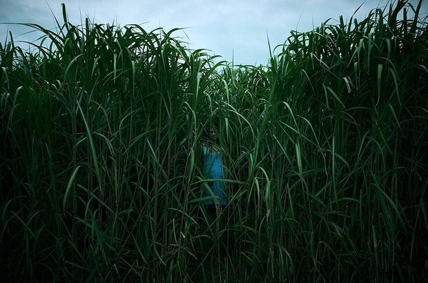 In the Tall Grass (2019) - photo 1