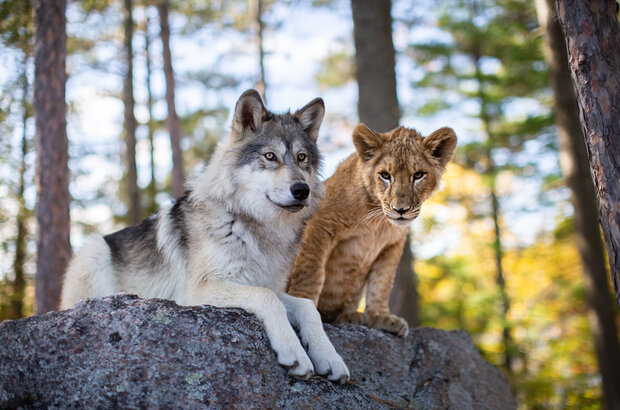 The Wolf and the Lion (2021) - photo 7